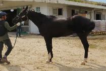 ���ŷ (VIVA KING) ����