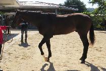 �÷�Ƽ������ (PLATINUM EURO) ����