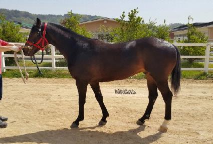 ����������Ʈ ����