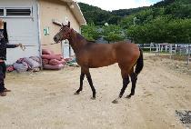 ������ (COCO QUEEN) ����