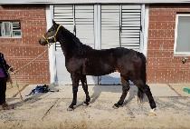 ������ (COCO WIN) ����