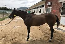 ����è�Ǿ� (EVER CHAMPION) ����