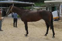 ��ȣ����Ĺ (YAHO THUNDER CAT) ����