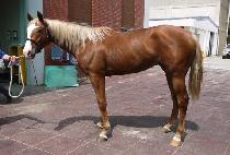 ž�� (TAP LUCK) ����