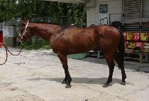 ��ŶǮ��� (BUCKETFUL GOLD) ����