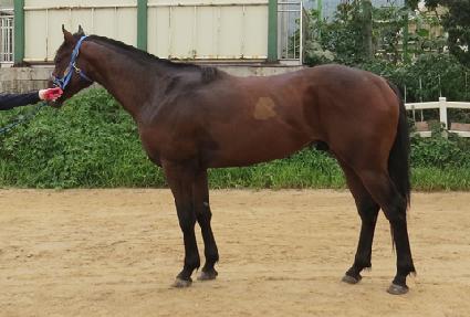 ����帲 ����