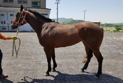 �������� ����