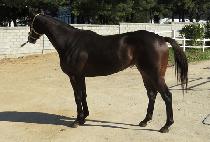 ��ǥ�ǲ� (WANGPYOUI KKUM) ����