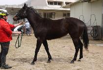 ����Ʈ�ѹ��� (BEST NUMBER ONE) ����