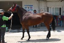 ������ (BULUI QUEEN) ����