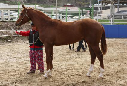 �ݺ�źȯ ����