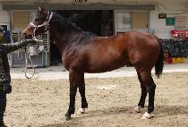 ��Ʈ�����̽� (HIT THE PACE) ����