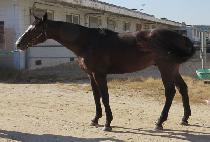 ��� (GOK MA DAN) ����