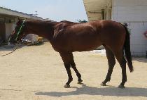 ������õ (RULES ICHEON) ����