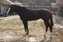 ��ٸ�����Ʈ (BAEDARI SUMMIT) ����