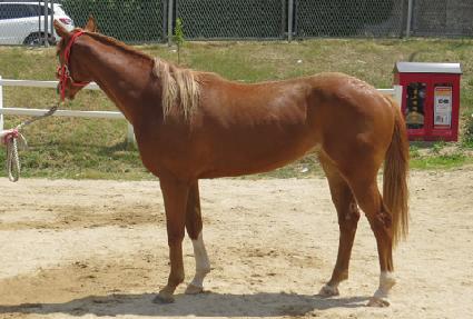 ������ ����