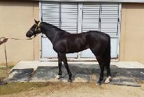 �����Ѳ� (SOJUNGHAN KKUM) ����