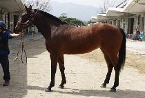 ��ƶ���� (SSOARAUTS) ����