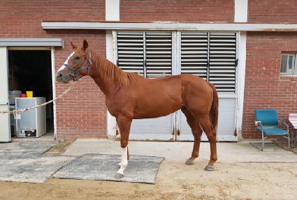 ��緹�� ����