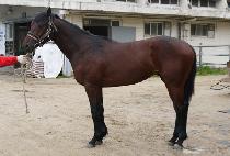 �帲���� (DREAM JAZZ) ����