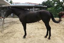 �ο�����Ʈ (ROYAL GHOST) ����