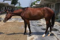 è���� (CHAMP QUEEN) ����