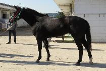 ���������� (PRIMA NIKE) ����