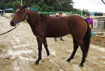 �����۽�Ʈ (VIENTO FIRST) ����