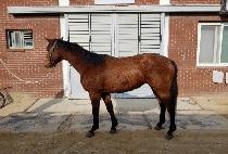 ���������� (MAJOR GUY) ����