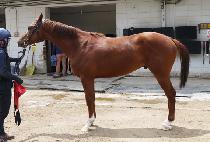 ������ (SOUTHERN MAN) ����