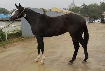 �齺�� (BACK SPIN) ����