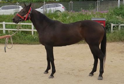 �ݽ�Ÿ ����