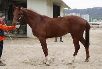 �ݾ�ŷ�� (GEUMA KINGDOM) ����