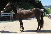 �������� (BLACK WINGWING) ����