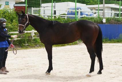 ���̾Ʒε� ����