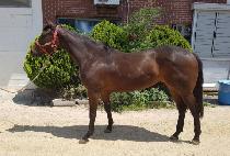 ���������� (SUNRISE QUEEN) ����