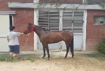 ����ȣ�� (BICHUI HOWI) ����