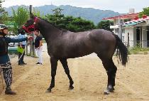 ����Ǯ������ (WONDERFUL WARRIOR) ����