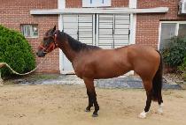 �Ѷ�Ȳ�� (HALLA HWANGHU) ����