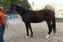 ��翬 (BISAYEON) ����