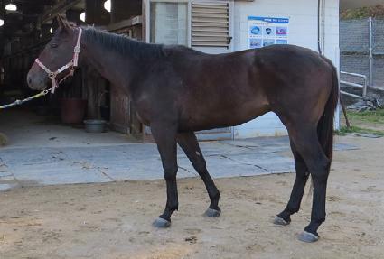 ���̽���Ʈ�� ����