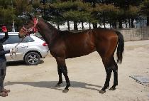 �ƶ�� (ARASHI) ����