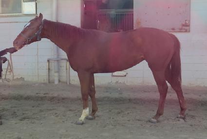 ������ ����