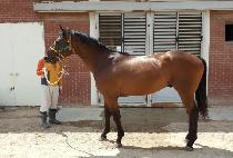 �ο�Ƽ�� (ROYAL TICKET) ����