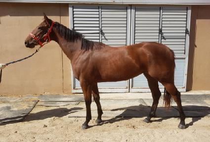 ��Ű�ö��� ����