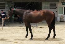 �Ѿ�Ÿ (HANEOL STAR) ����