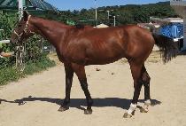 ŷ������� (KING OF RULES) ����