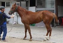 ť��Ʈ�� (QUBIT RUN) ����