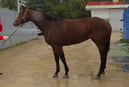 �ø����� ����