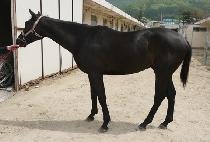 õ���ǹٶ� (CHEONNYEONUI BARAM) ����